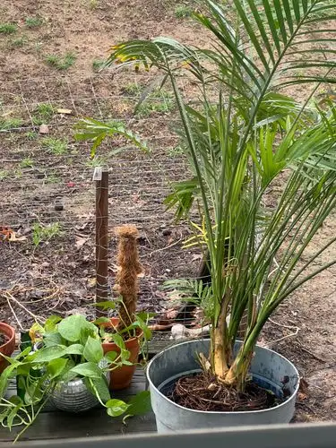Bringing the jungle vibes outside.